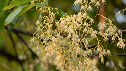 White Meranti Flower Shorea Stock Footage Video 100 Royalty Free 1010929094 Shutterstock