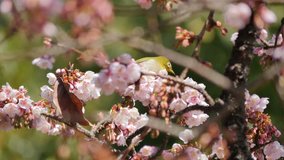 Bird feeding sweet on cherry blossom in Ueno park, Japan. (handheld the camera)
