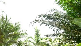 spinning shot of lights passing through palms and banana leaves shot of tropical trees 4k raw footage no color correction