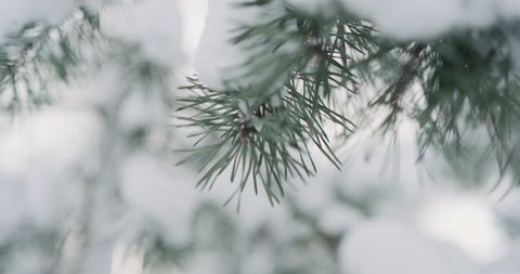 Slow motion handheld shot of pine branches covered by snow