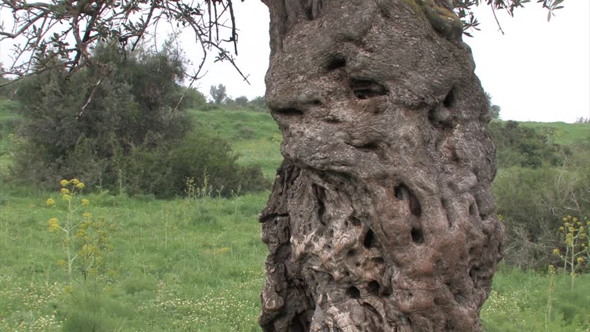 Ancient Olive tree from Israel
Steady shot of Ancient Olive tree, Judea plains Israel
