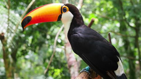 Exotic toucan bird in natural setting, Foz do Iguacu, Brazil.