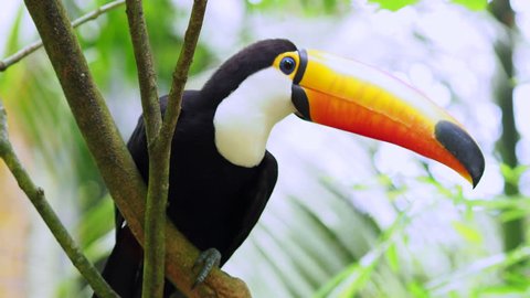 Exotic toucan bird in natural setting, Iguazu Falls, Brazil.