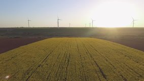 Wind-Powered Electrical Generators at Rapeseed Field. Aerial view