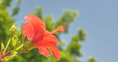 hibiscus rosa-sinensis, also known colloquially as the Chinese hibiscus, China rose and shoe flower blooming 
