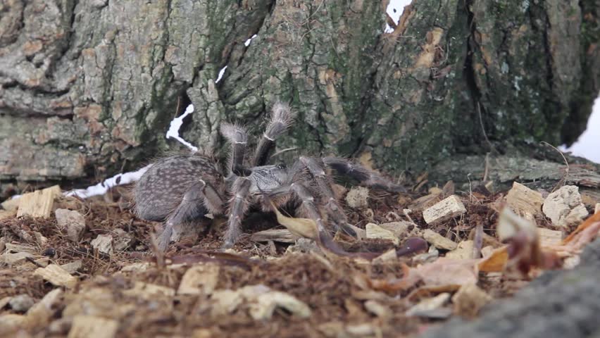 Ceratogyrus darlingi (commonly called burst horned baboon or African rear-horned baboon, synonym Ceratogyrus bechuanicus) is a theraphosid spider from southern Africa, mainly Botswana and Lesotho.