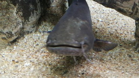 Catfish in a river fish aquarium