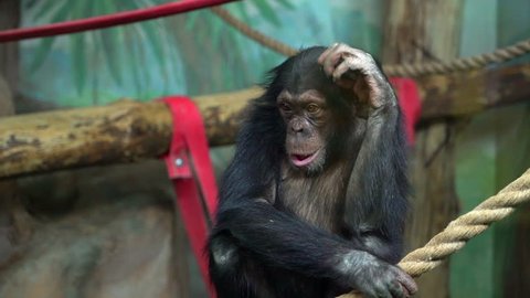 monkeys at the zoo. chimpanzee in zoo. A bonobo chimp sits alone. Common chimpanzee sitting looking around. slow-motion