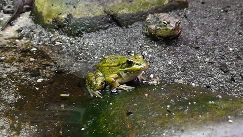 Frogs Belong Order Anuras That Constituted Stock Footage Video (100%