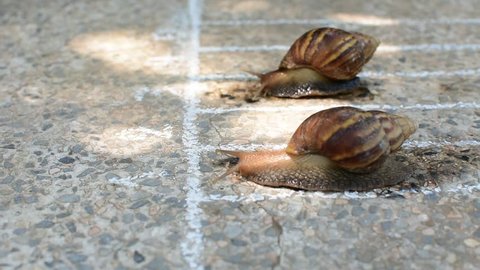 two snail run on the line on concrete ground. subject is blurred.