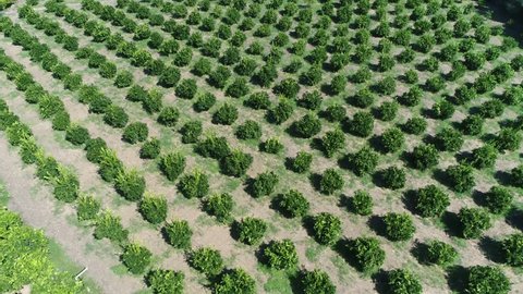 Aerial footage of citrus orchard genus of flowering trees and shrubs in the rue family Rutaceae these plants produce citrus fruits including crops like oranges lemons grapefruit pomelo and limes 4k