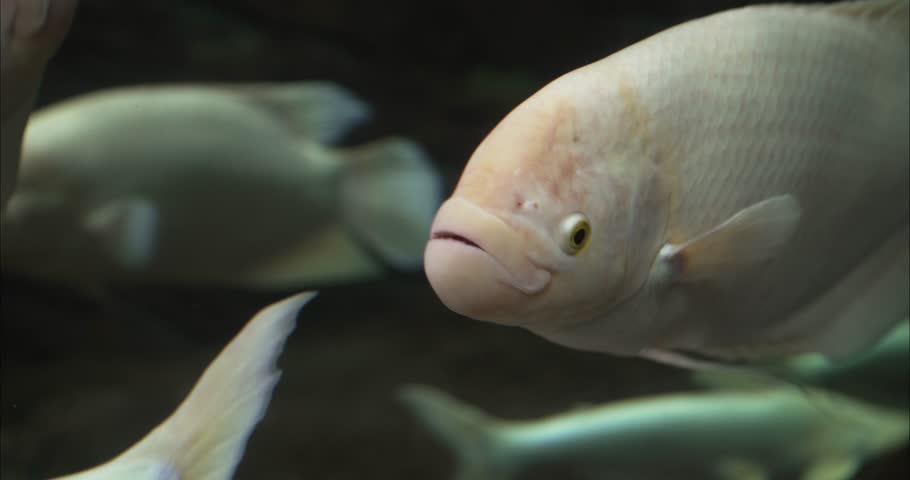large aquarium fish