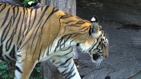 4k video footage tiger walking and looking into camera in the zoo