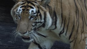 close up tiger face and skin body walking and looking into camera in the zoo, 4k video footage 