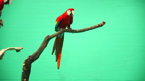 parrot macaw on a green background