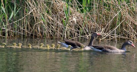 Family of Taiga Bean Goose birds on pond water surface in spring nesting period