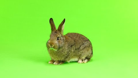 brown  rabbit  moves  isolated on green screen (three months old) studio shot