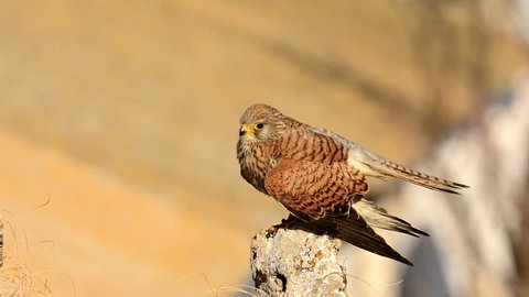 Female of Lesser Kestrel perched on a rock.
