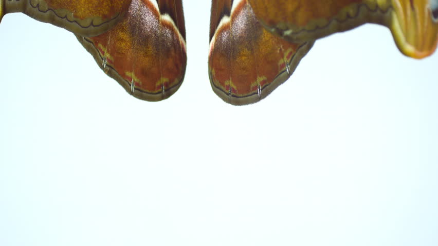 Atlas Moths (Attacus atlas)  are one of the largest lepidopterans in the world with a wingspan measuring between 25–30 cm. Their habitat is primarily dry rain forests, secondary forests in Asia.