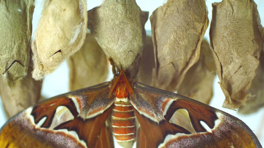 Atlas Moths (Attacus atlas)  are one of the largest lepidopterans in the world with a wingspan measuring between 25–30 cm. Their habitat is primarily dry rain forests, secondary forests in Asia.