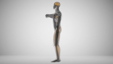Muscle activity during sit-ups, animation in x-ray style