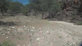HD high quality summer morning video of dry riverbed, bush hills and surrounding African savanna in Daan Viljoen National Reserve in Khomas Hochland area near Windhoek, Namibia's capital, Africa