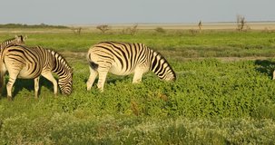 Plains zebras (Equus burchelli) feeding on the plains of Etosha National Park, Namibia
