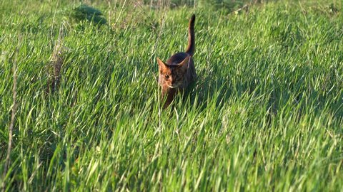 Abyssinian cat enjoying morning walk outdoors on wet green grass with dew drops