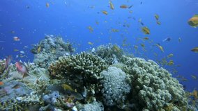 Tropical Coral Reefs. Picture of a beautiful underwater colorful fishes and corals in the tropical reef of the Red Sea Dahab Egypt.