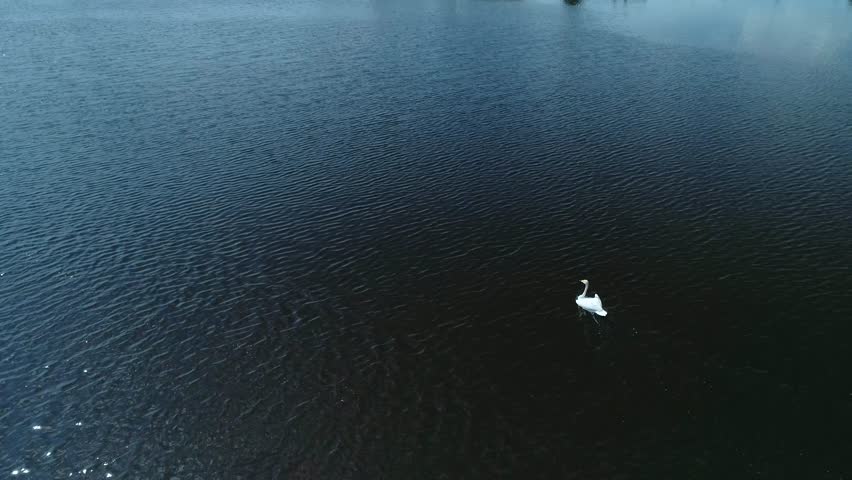 The swan takes off from  the lake on a summer sunny day. Drone view. 