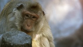 Cute. wild. crab eating macaque. also known as a long tailed macaque. relaxing on a rock in is natural habitat. 4k stock footage
