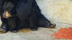 Asian black bear in captivity. sitting in spartan enclosure at a public zoo in Asia. eating kibble for its food. Ultra HD 4k video