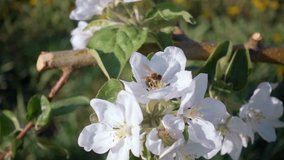 Bee gathers pollen from the apple tree. Branch of apple tree in bloom in sunshine garden. Concept of the ecology. Scenic footage of spring time environment. Beauty of earth. Slow motion video 240 fps.