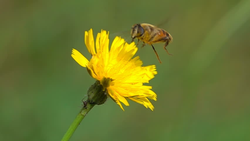 Bee Gathering Flower  Pollen Flying Closeup at Slow Motion  Royalty-Free Stock Footage #1011008306