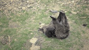 Brown bear rolls on his back and plays with his legs. Funny playful video with huge lying bear