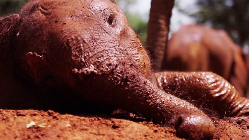 Playing Elephant in Kenya - Red Footage