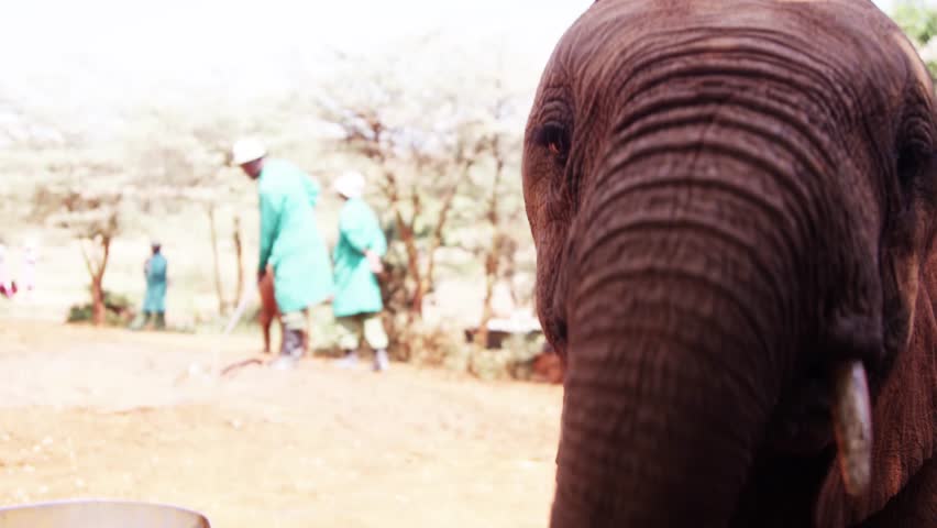 Playing Elephant in Kenya - Red Footage