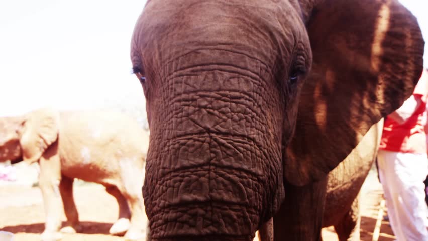 Playing Elephant in Kenya - Red Footage