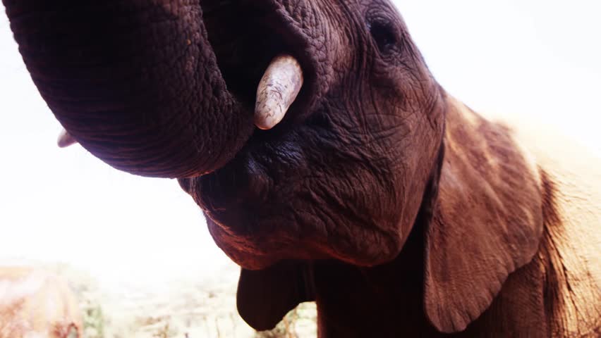 Feeding Elephant in Kenya - Red Footage