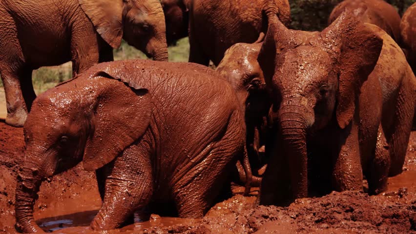 Playing Elephant in Kenya - Red Footage