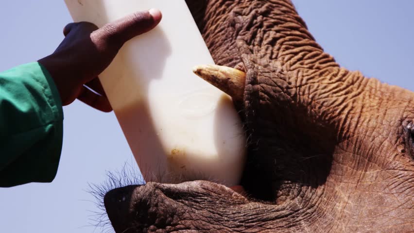 Drinking Elephant in Kenya - Red Footage