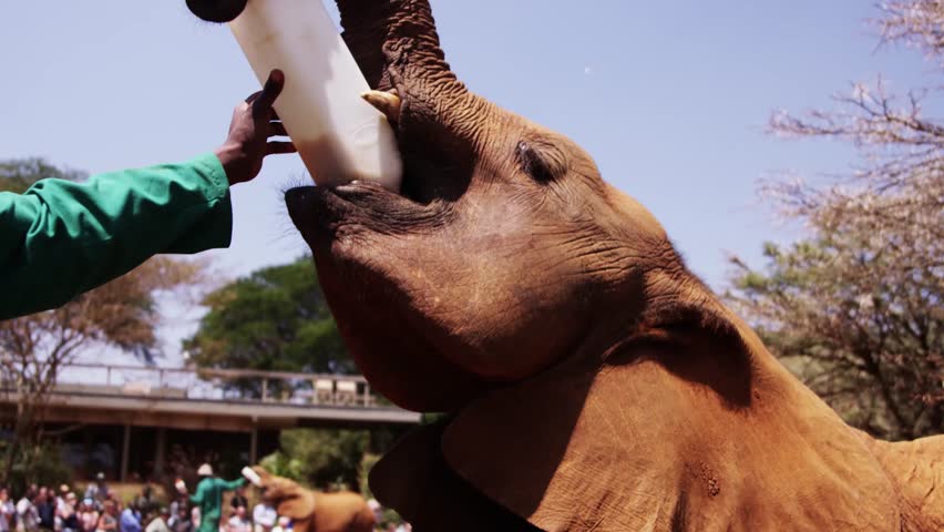 Drinking Elephant in Kenya - Red Footage
