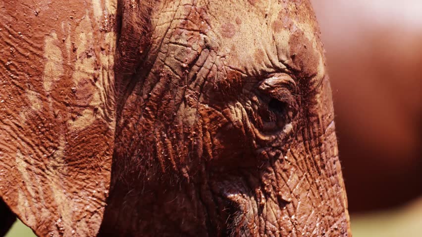 Playing Elephant in Kenya - Red Footage