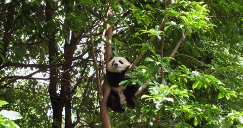 One adorable Baby panda bear sitting relax in the tree and yawn ready to have nap in the wild, sichuan China, 4k