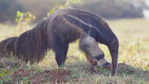 anteater walking and looking for food at the brazilian cerrado, Goias state, Brazil.