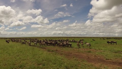 Great Migration Serengeti, Millions of Zebra and Wildebeest are walking in a circle between Masai Mara and Serengeti year after year. Tanzania, Africa