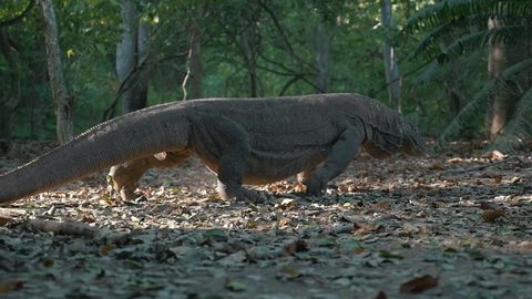Cinematic Shot of Komodo Dragon Walking and Hunting In the Wild Surrounded By Trees