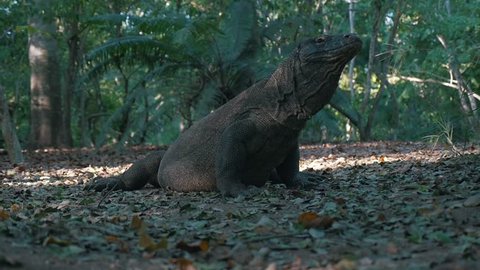 Cinematic Shot of Komodo Dragon in the Jungle Surrounded By Trees