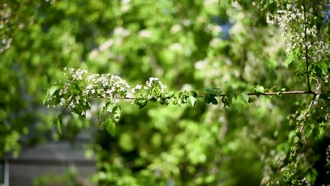 White Apple and pear flowers of cultivated plants against green leaves and light breeze