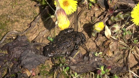 European fire-bellied toad Bombina bombina in early spring near blossoming coltsfoot